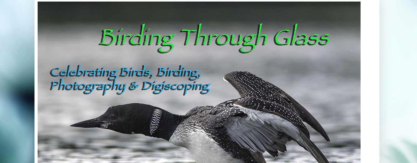 Birding Through Glass