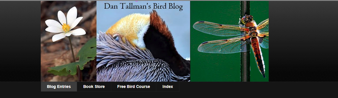 Dan Tallman’s Bird Blog