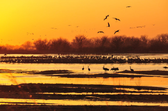 The Great Sandhill Crane Migration of Kearney, Nebraska