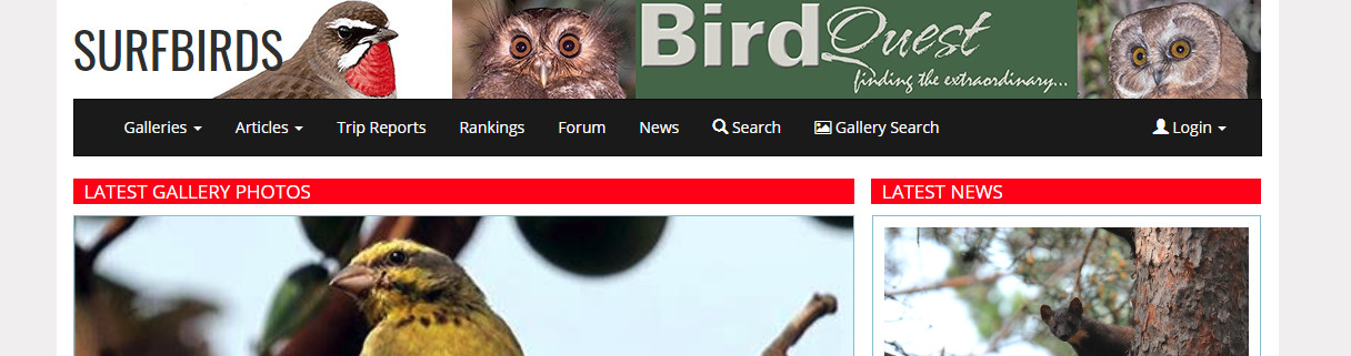 Surfbirds