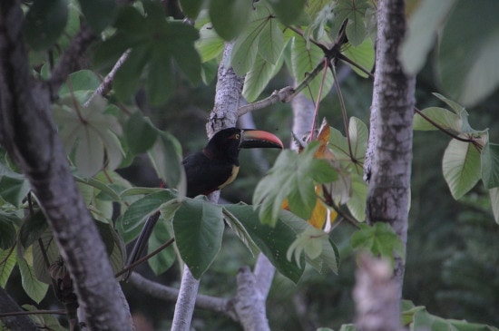 The Exotic Paradise of Costa Rica