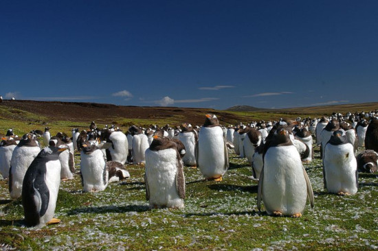 The Million Penguins of the Falkland Islands