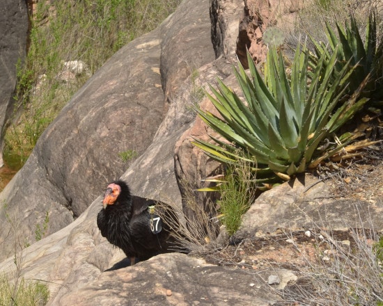 The Rebirth of Condors in the Grand Canyon