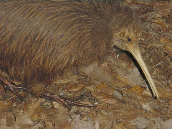 The Unique World of New Zealand Kiwis