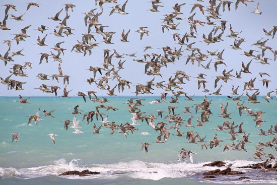 The World’s Largest Array of Shorebirds, Roebuck Bay, Australia