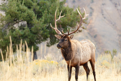 an elk