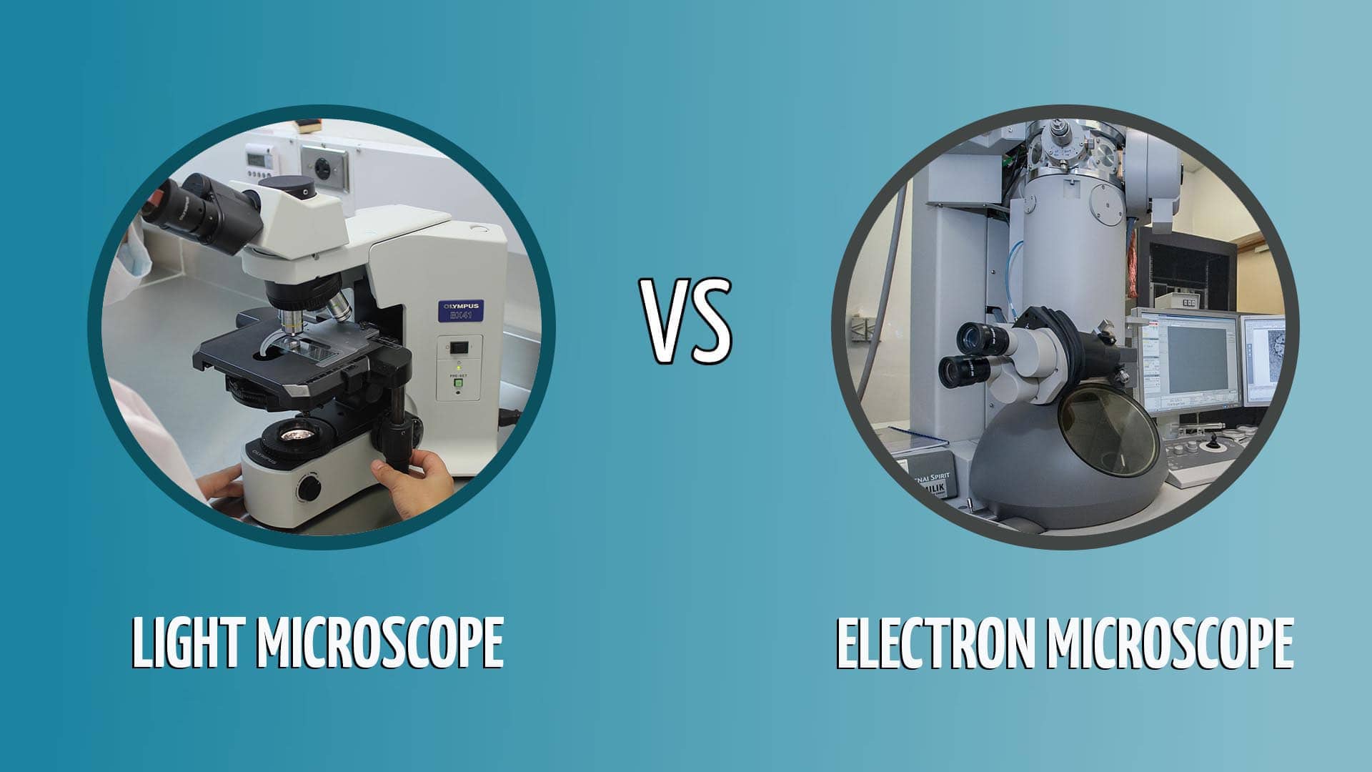 Normal offentlig stramt Light vs Electron Microscope: What's the Difference? (With Pictures) -  Optics Mag