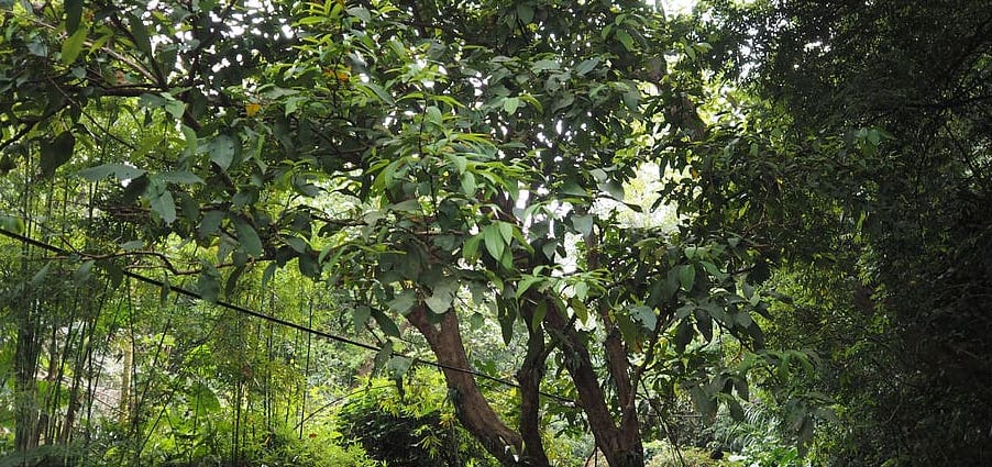Thick foliage