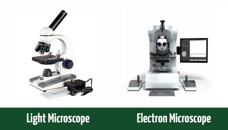 Light vs Electron Microscope: What's the Difference? (With Pictures ...