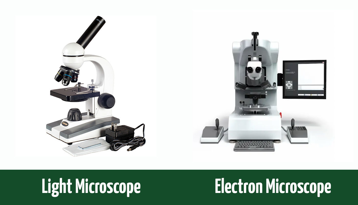 Light vs Electron Microscope What's the Difference? (With Pictures