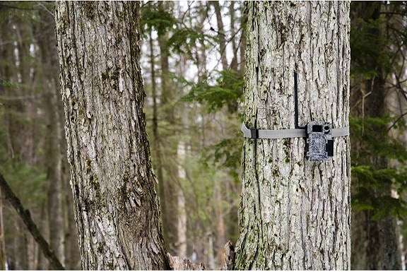 SPYPOINT Link Micro1