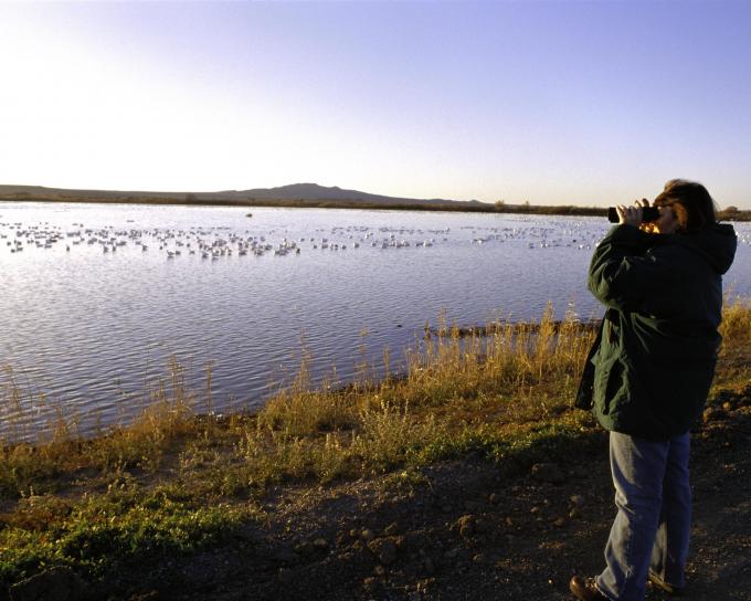 Birdwatching on a lakeshore