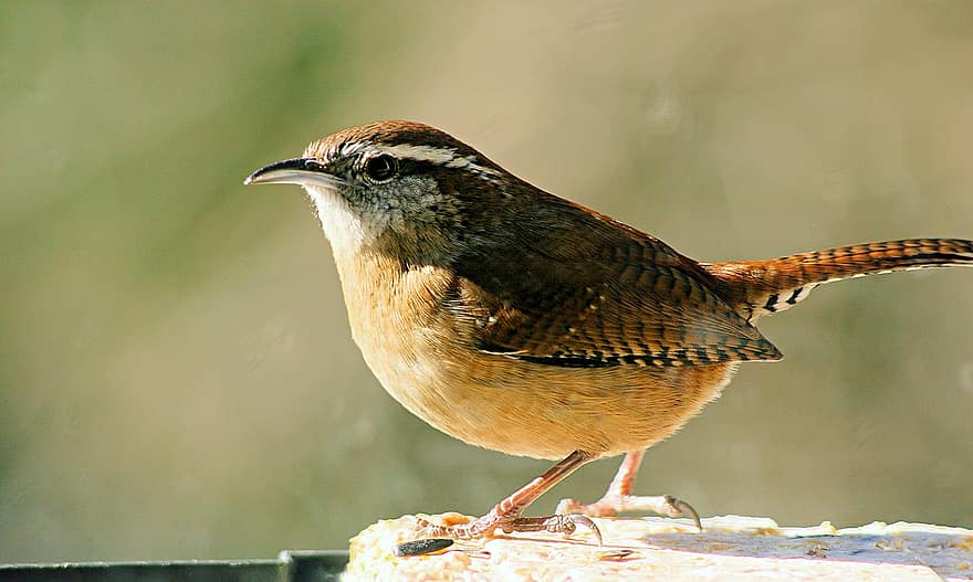 Marsh Wren