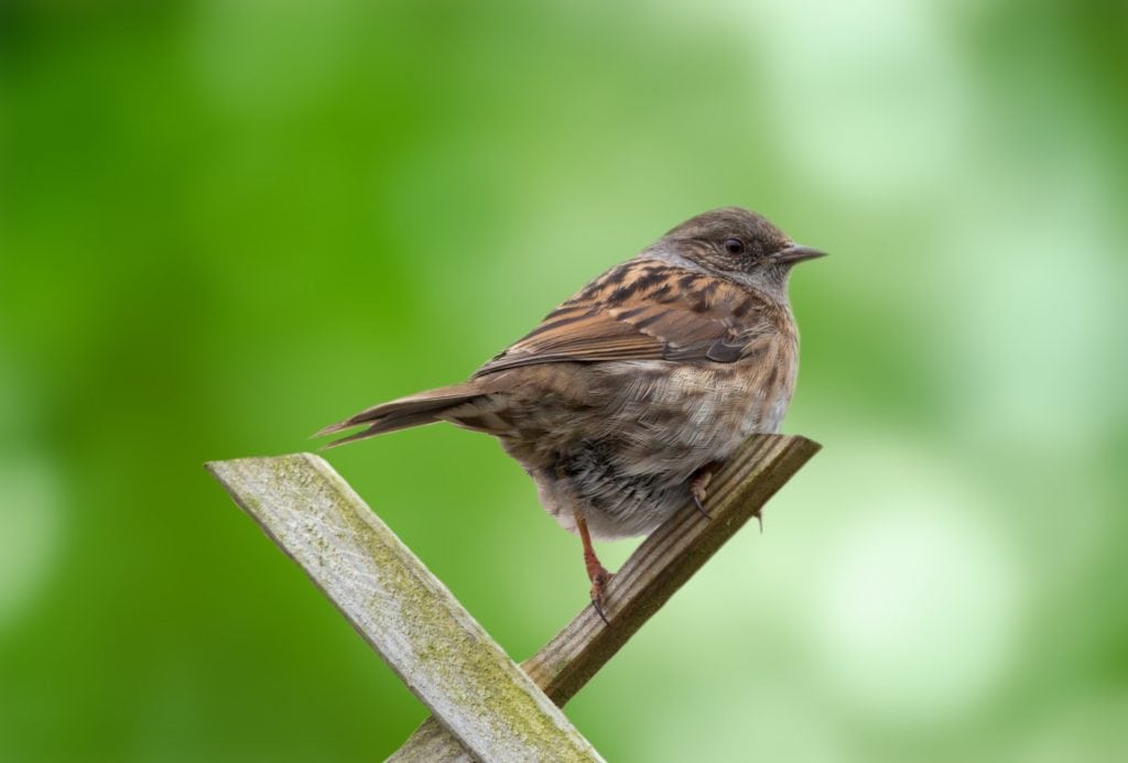 Song Sparrows