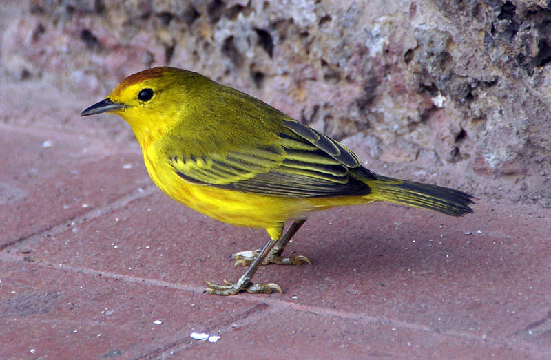 Yellow Warbler