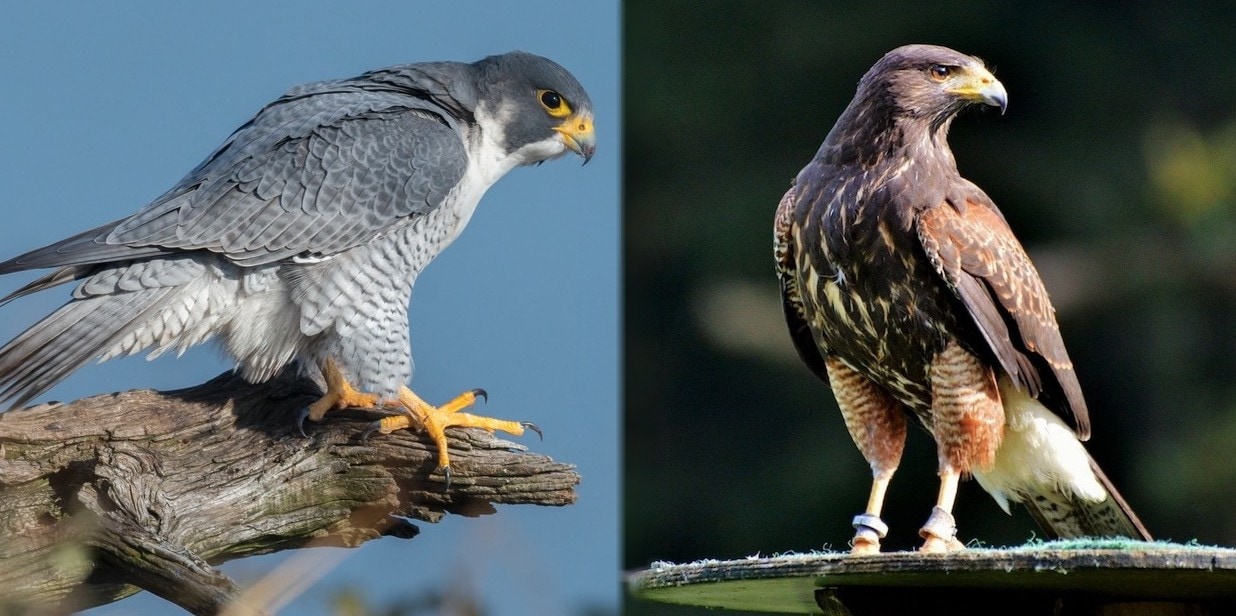 hawk and falcon