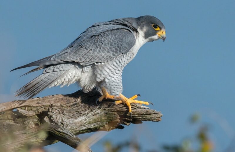 Peregrine falcon sitting on branch