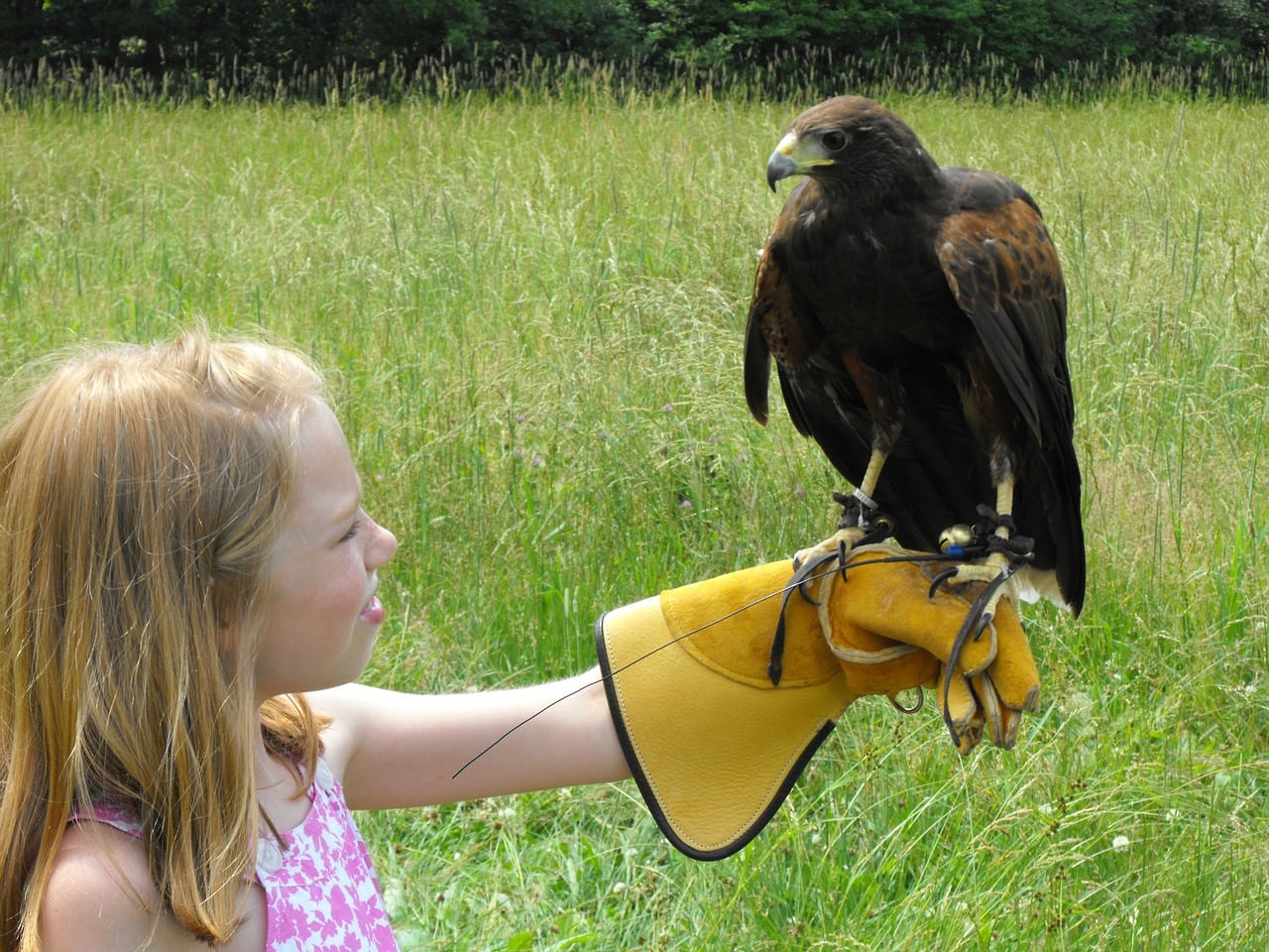 child and a hawk