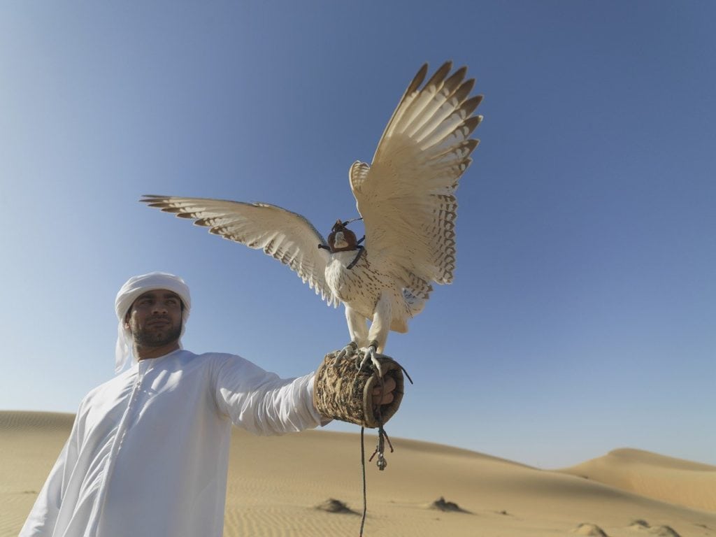 Falcon Vs Humans Falcon vs. Eagle: What’s the Difference? (With Pictures) - Optics Mag