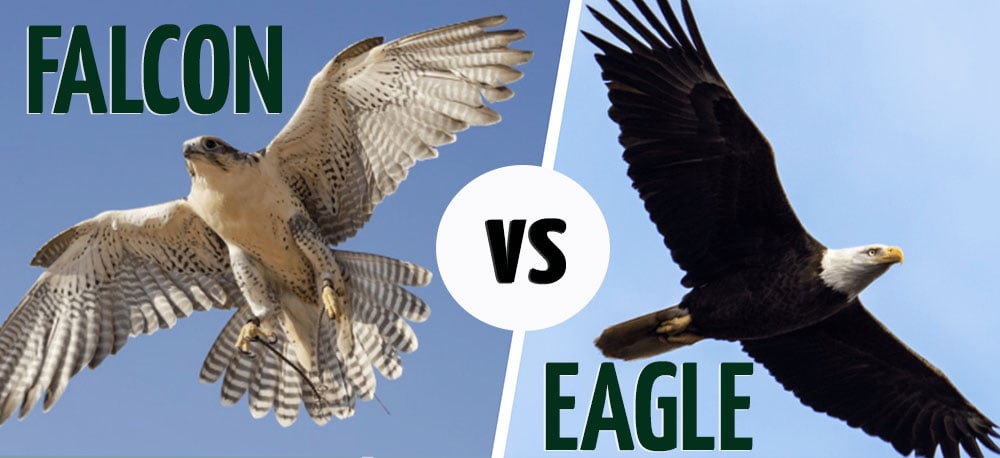 FALCON VS EAGLE header image 2
