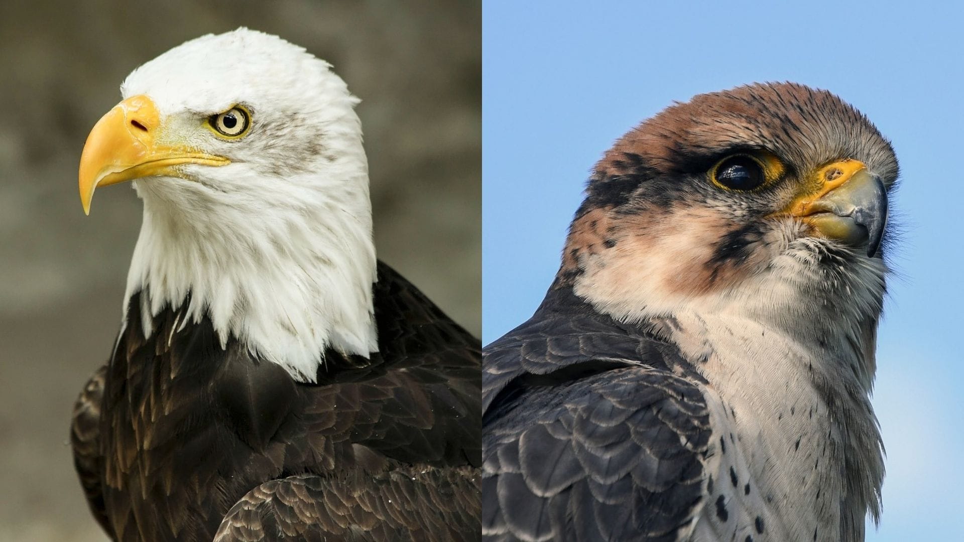 falcon vs hawk pictures