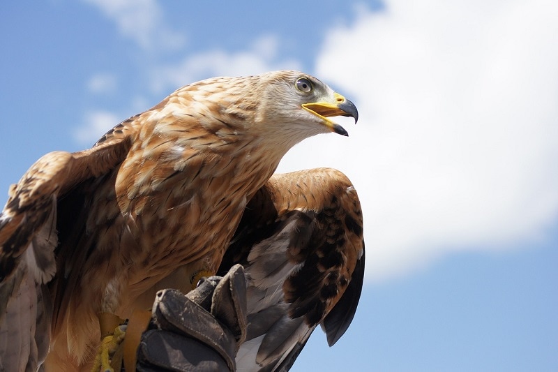 The golden eagle staring
