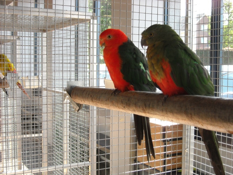 bird cage_Piqsels