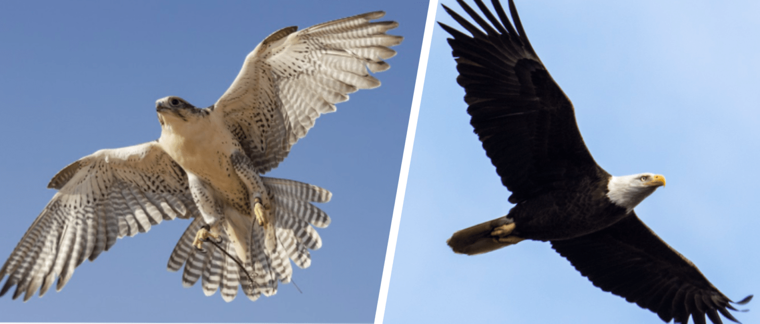 eagle vs falcon