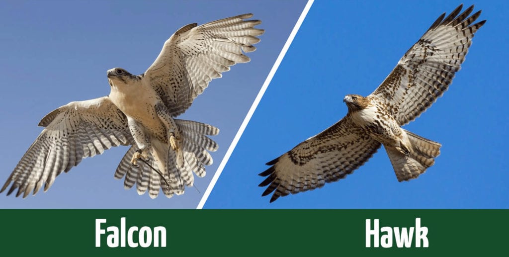 falcon vs hawk header image