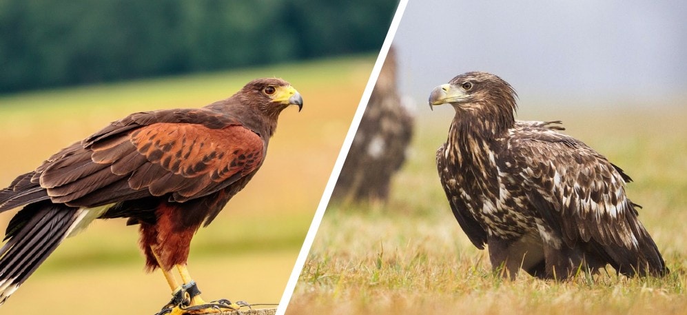falcon bird and eagle difference