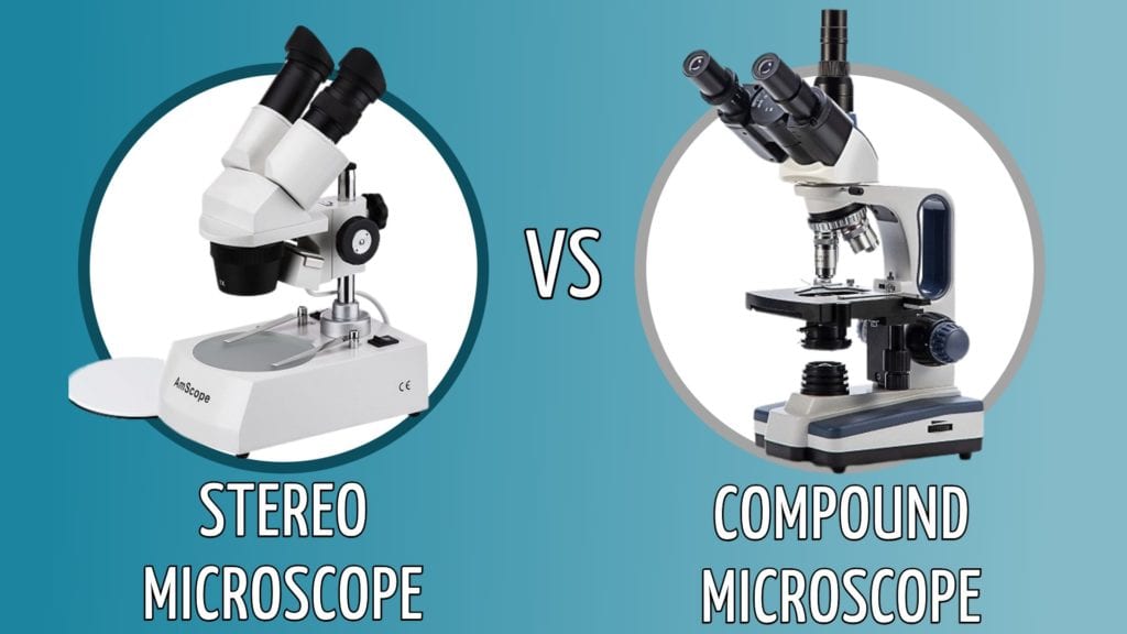 Stereo vs. Compound Microscopes What’s The Difference? Optics Mag