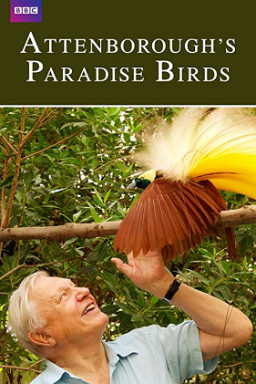 Attenborough’s Paradise Birds