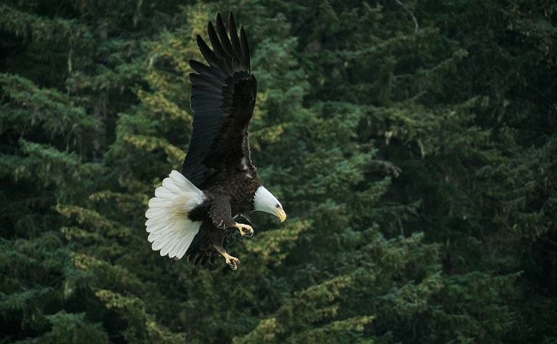 Bald Eagle in the Wilderness