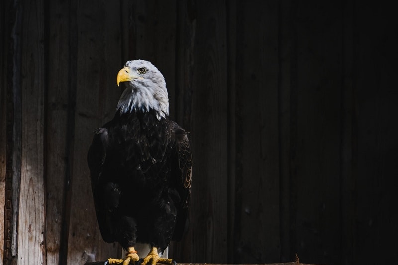 Bald Eagle posing