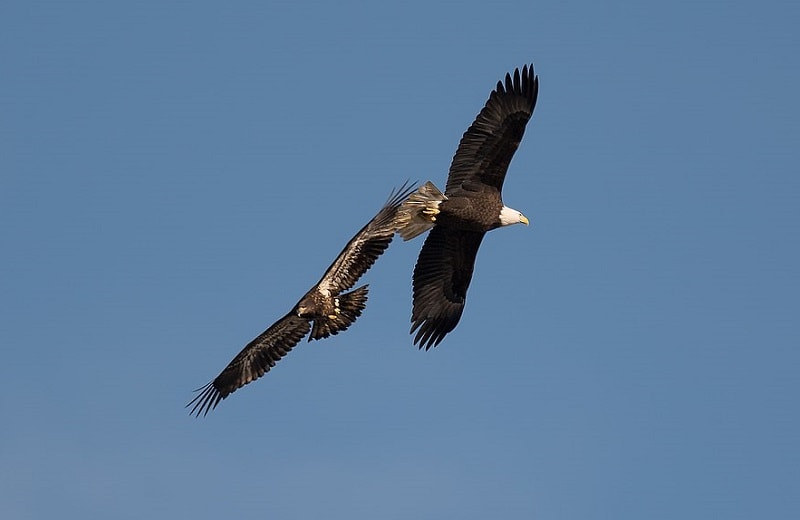 Bald eagle pair adult