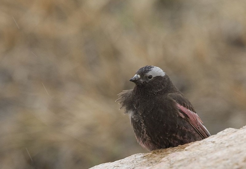Black Rosy Finch