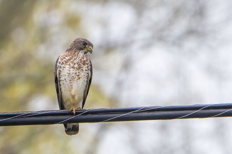 14 Species of Hawks in Texas (With Pictures & Info) Optics Mag