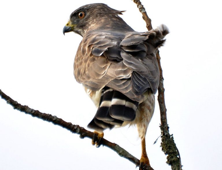 9 Species of Hawks in Ohio (With Pictures & Info) Optics Mag