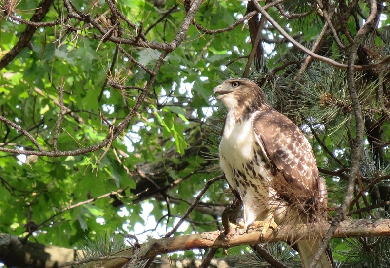 Broad-Winged Hawk