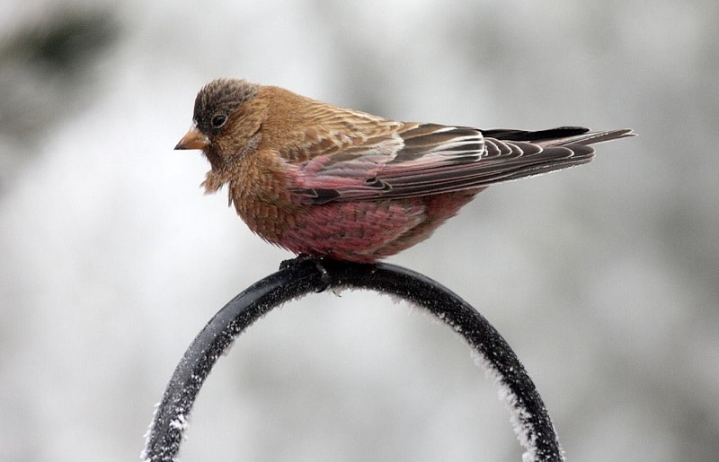 Brown-capped rosy finch