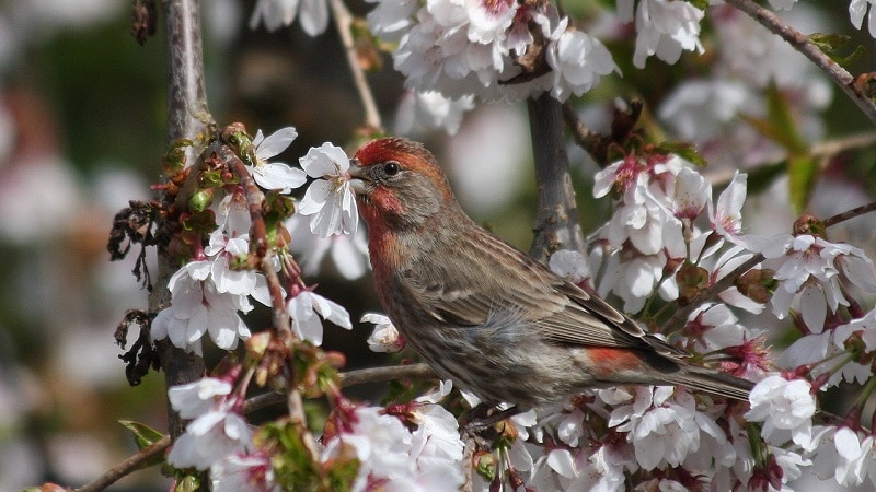 Cassin’s Finch