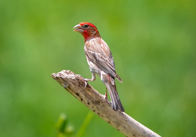Cassin’s Finch