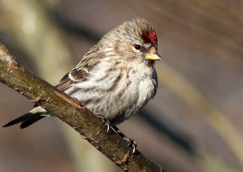 Common Redpoll