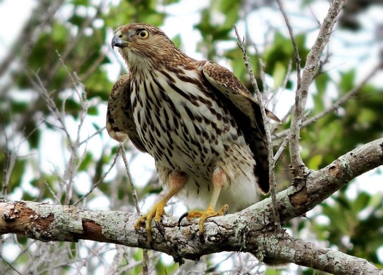 9 Species of Hawks in Florida (With Pictures & Info) Optics Mag