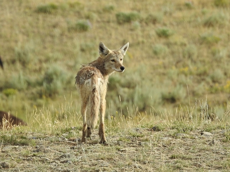 Coyote