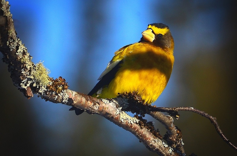 Evening Grosbeak