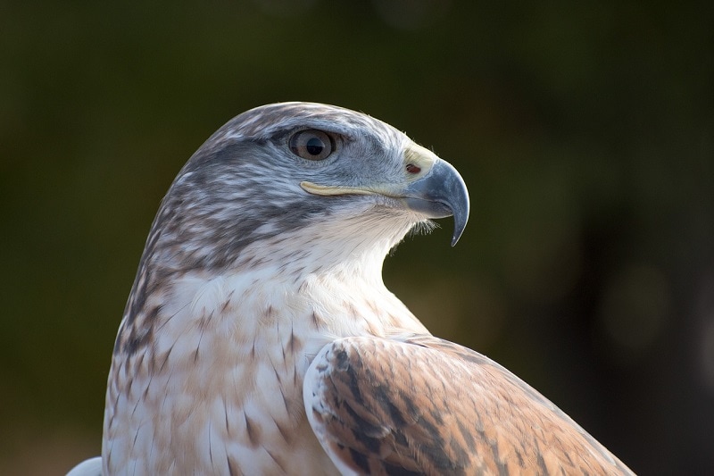 Ferruginous Hawk