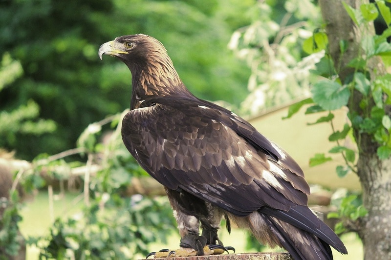 Gold Eagle_Bird of Prey