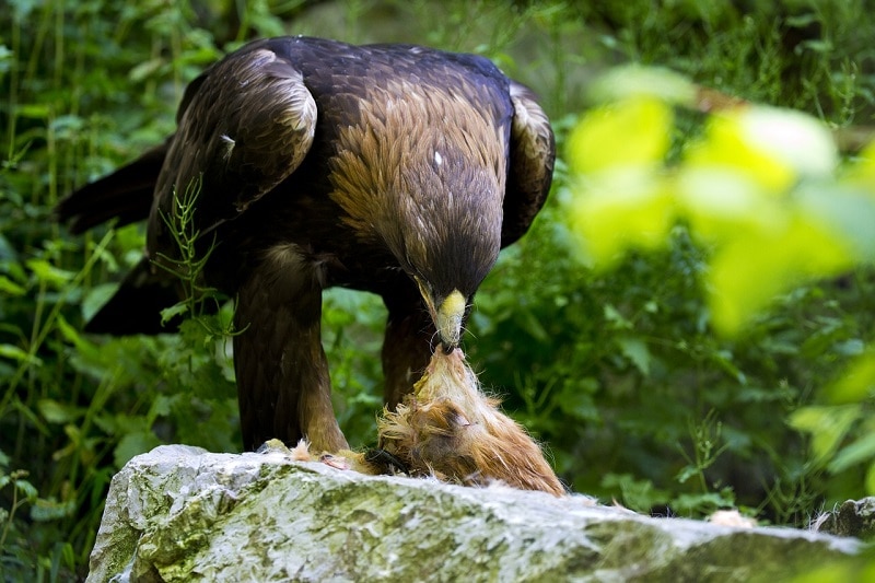 Golden Eagle eating its prey