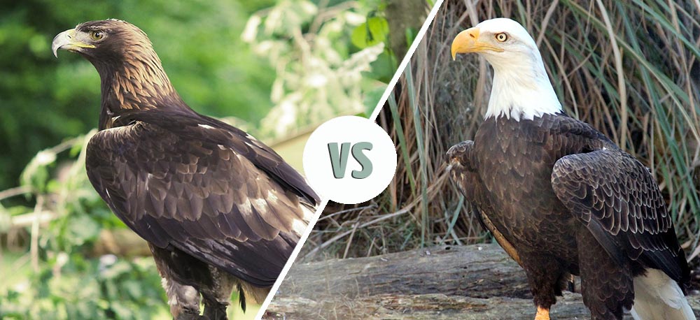 Golden Eagle vs Bald Eagle